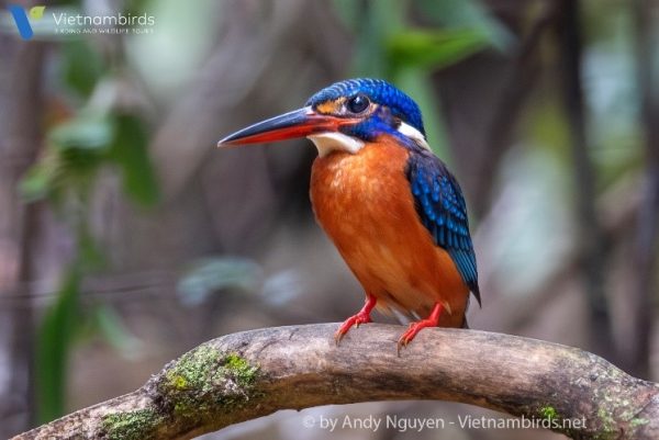 Blue eared kingfisher