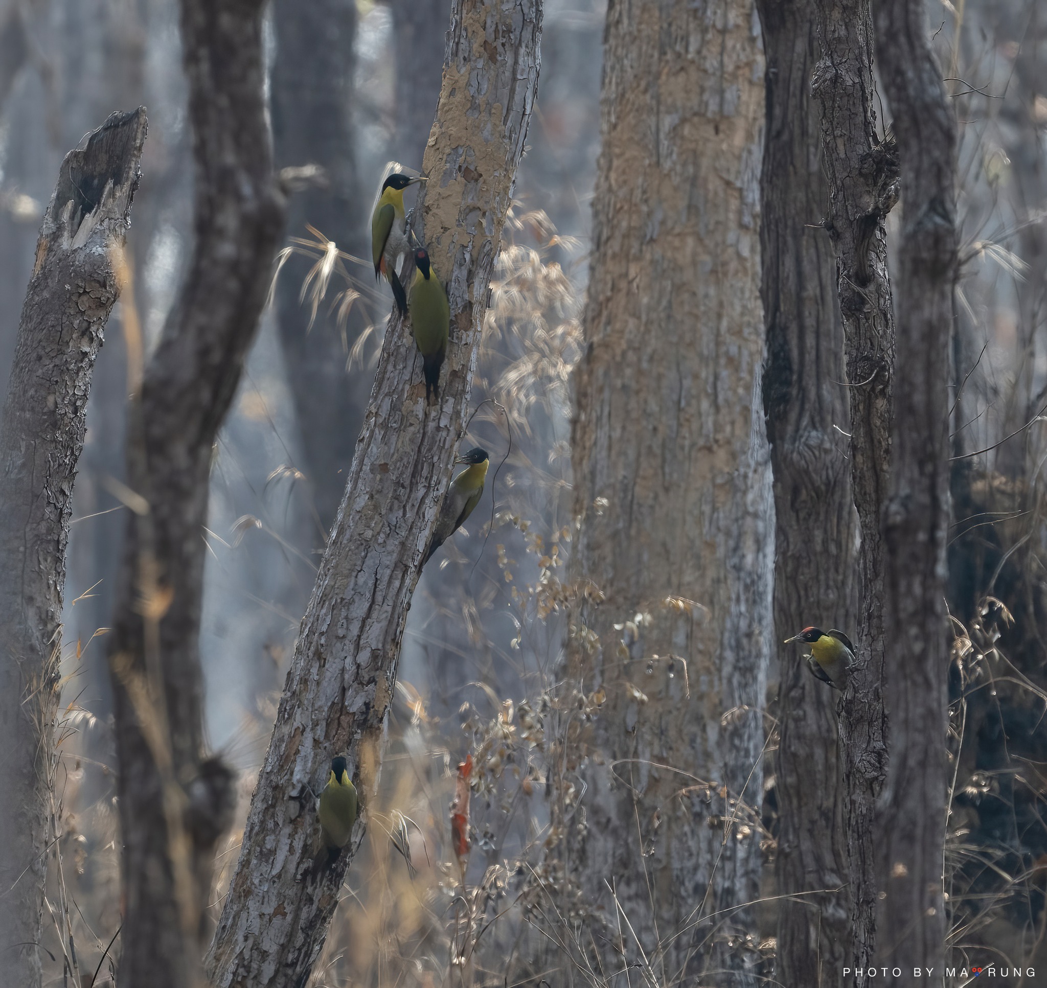 Black headed woodpecker