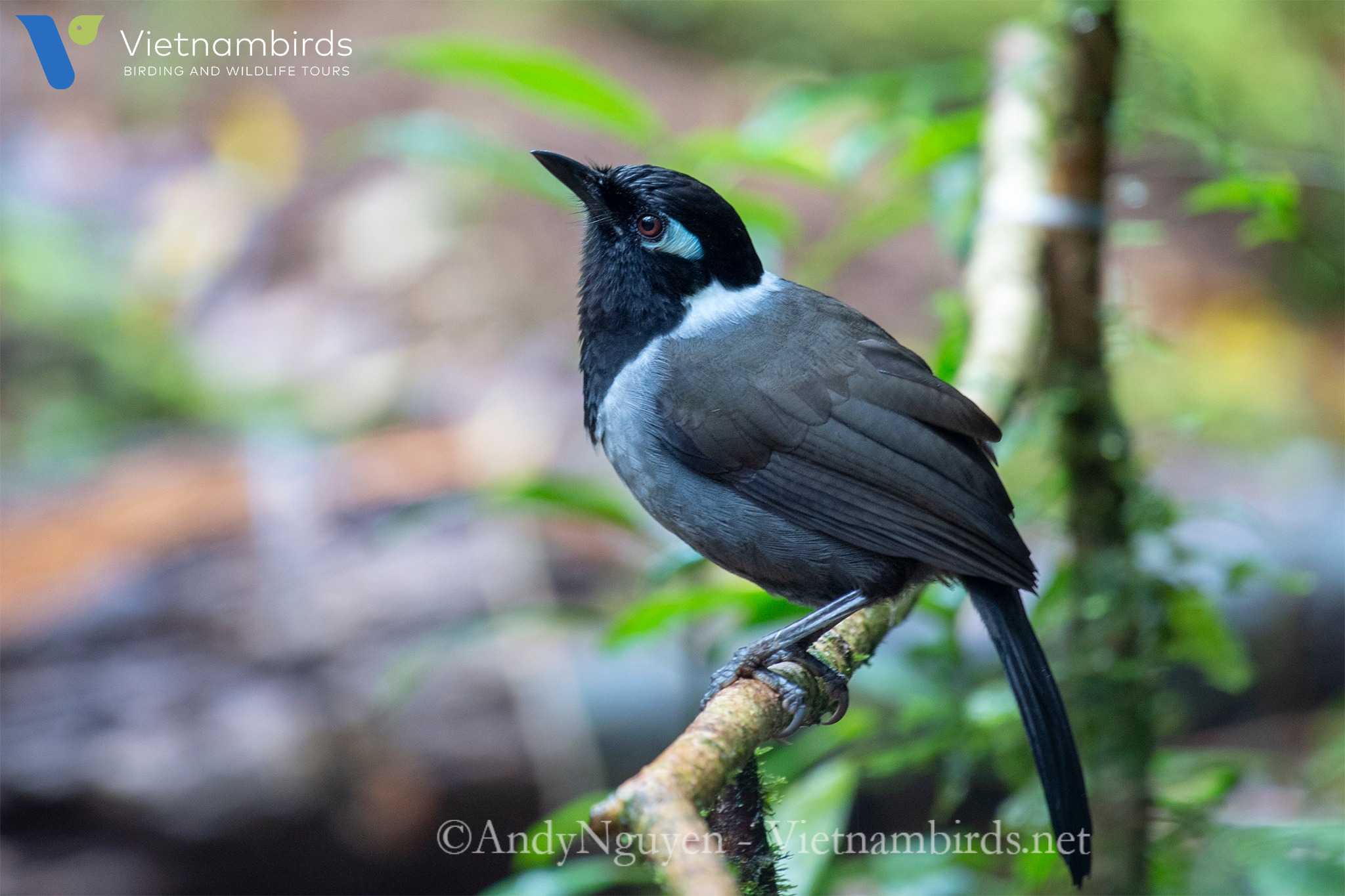 Black hooded laughingthrush