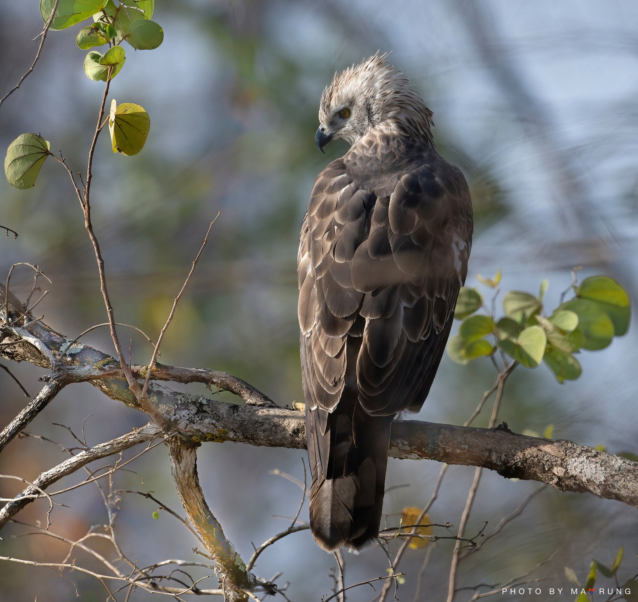 Changeable hawk eagle