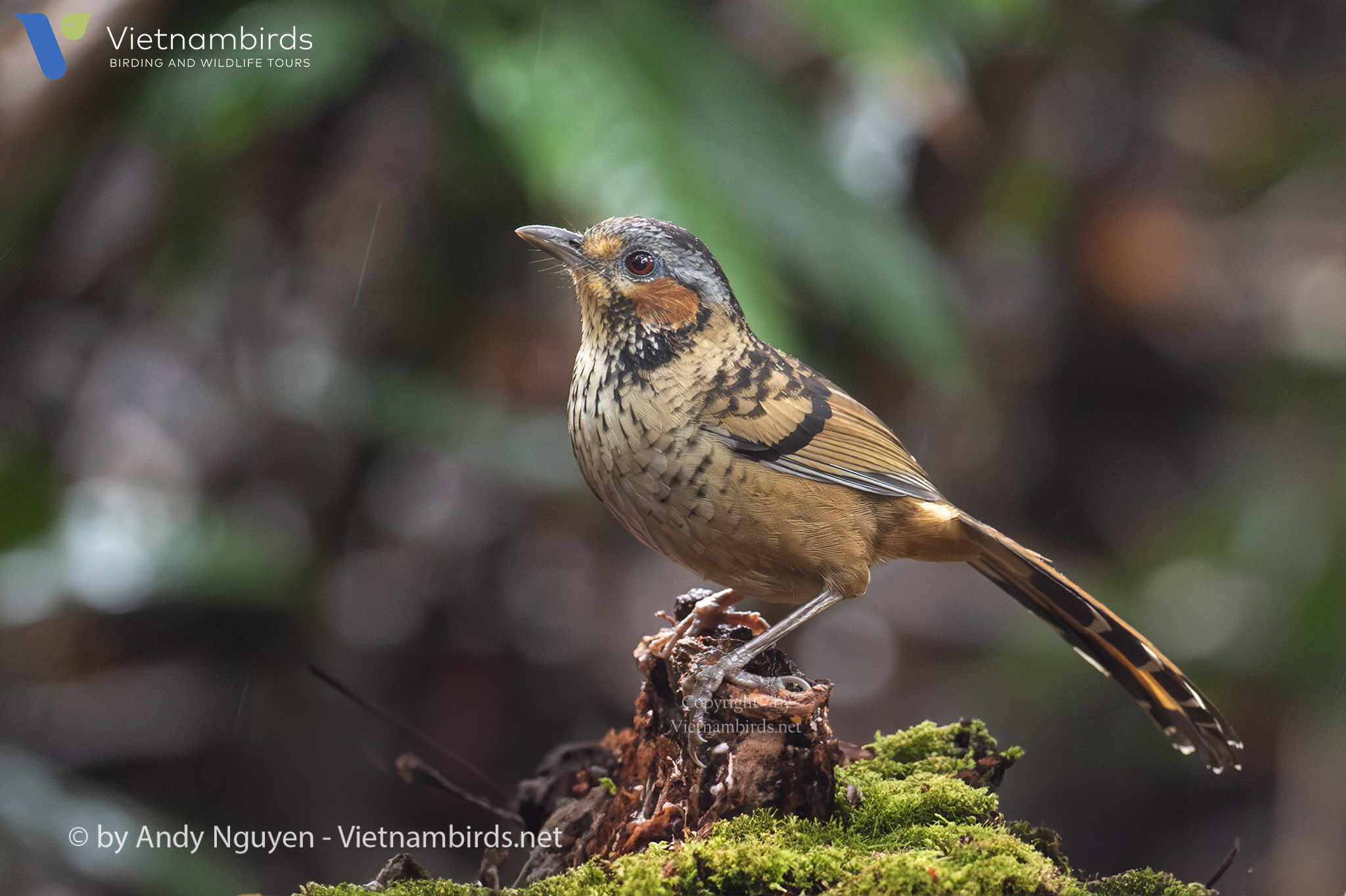 Chestnut-eared Laughingthrush