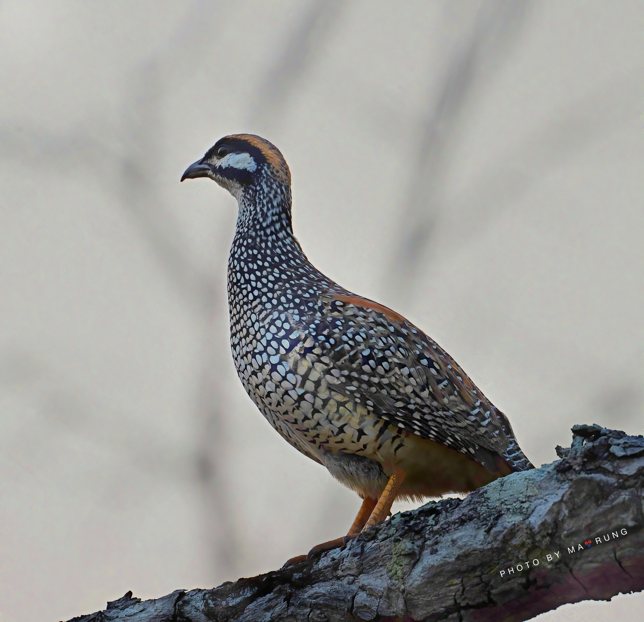 Chinese Francolin