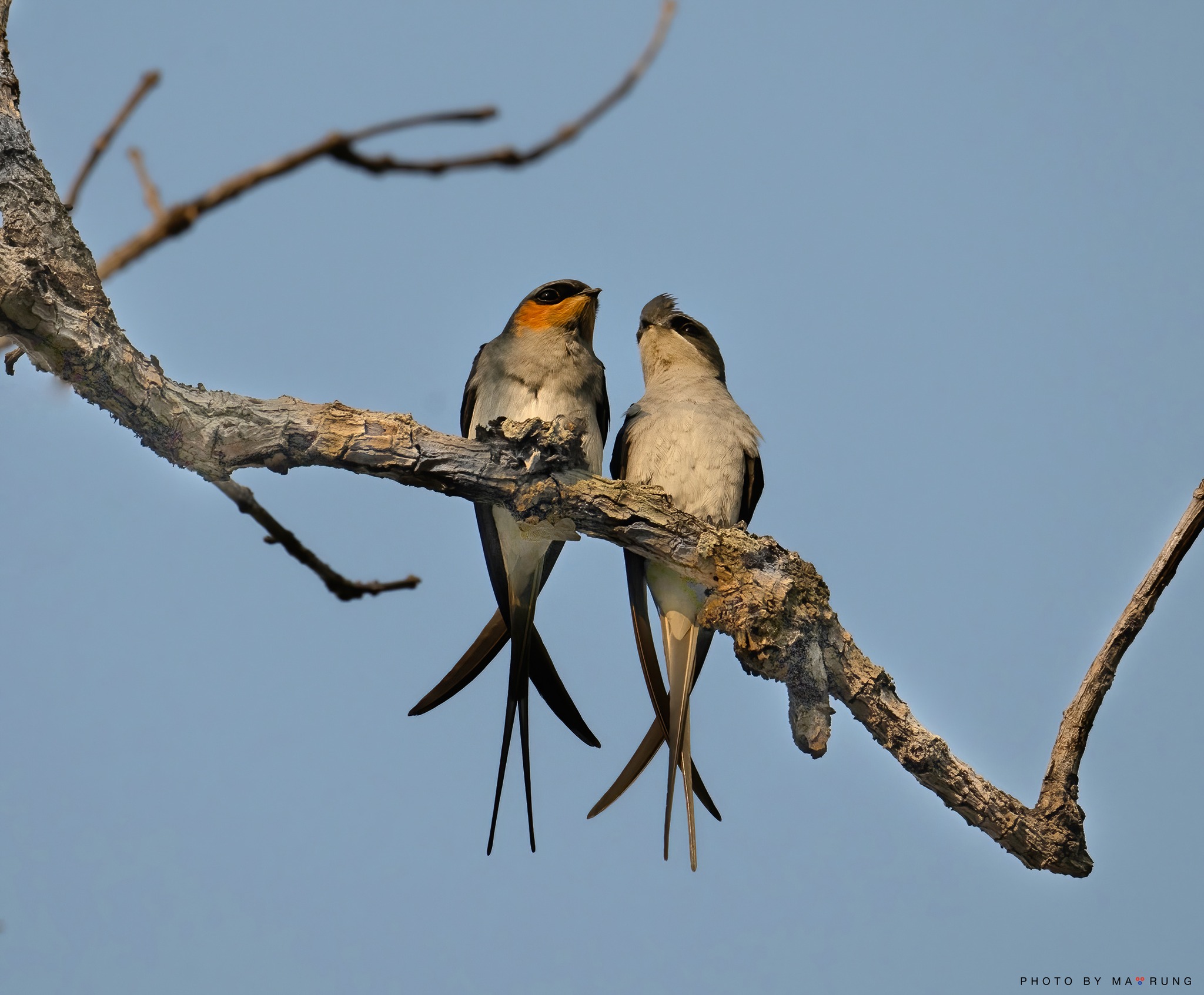Crested treeswift