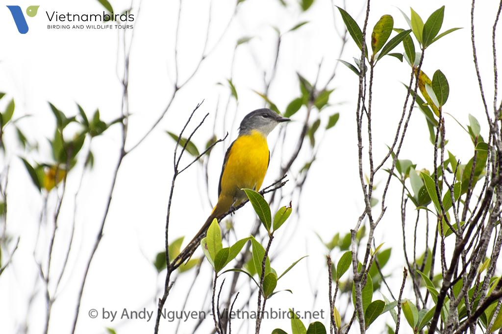 Gray-chinned Minivet