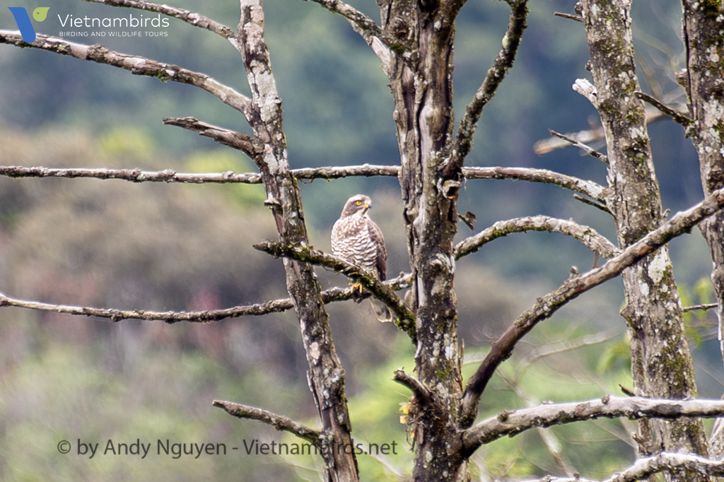 Gray-faced Buzzard