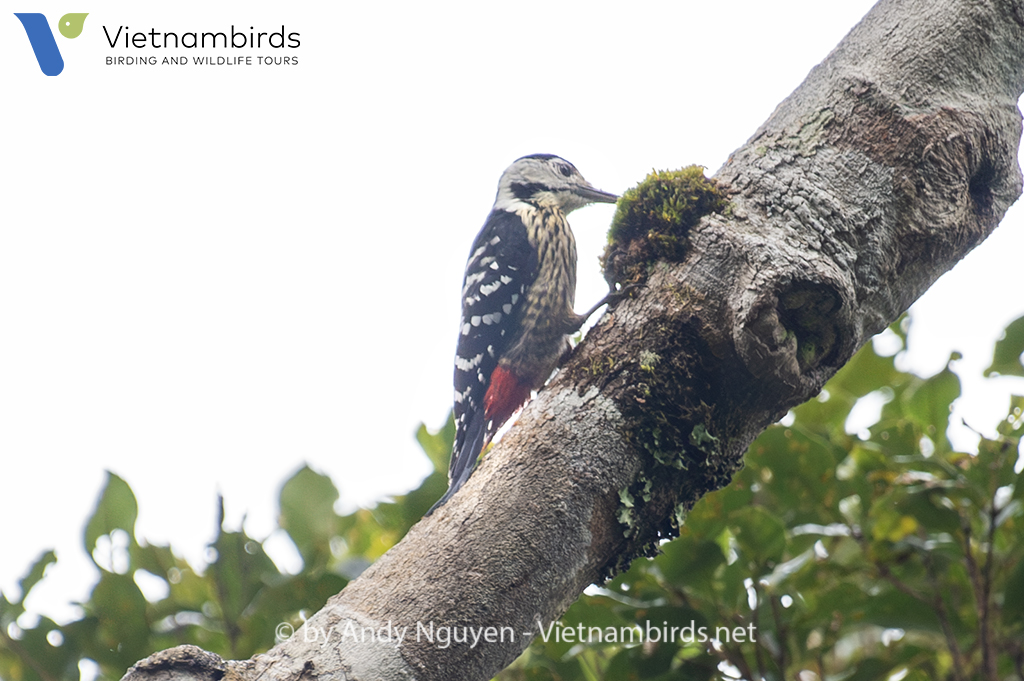 Stripe-breasted Woodpecker