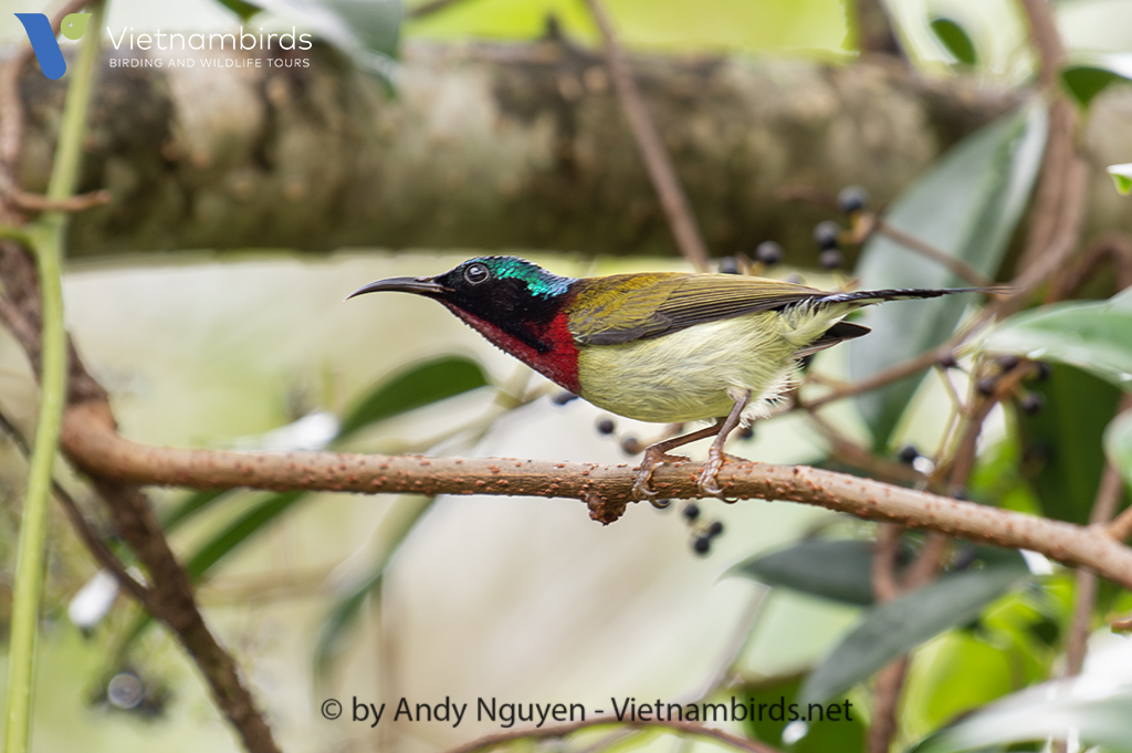 Fork-tailed Sunbird