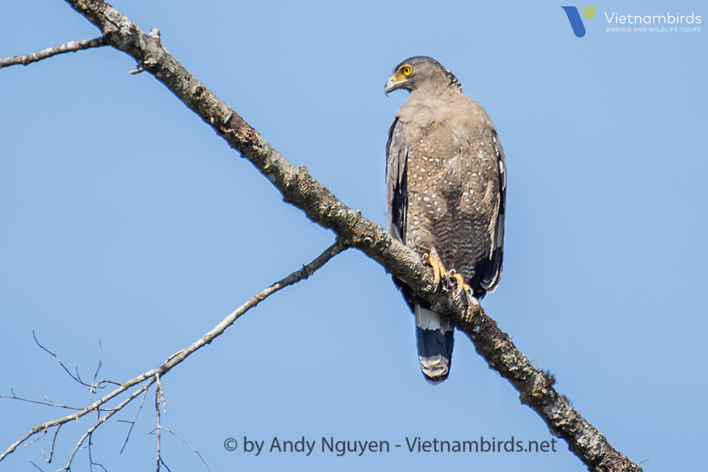 Crested Serpent Eagle