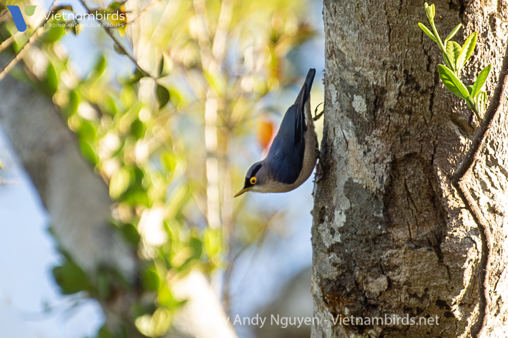 Yellow-billed Nuthatch