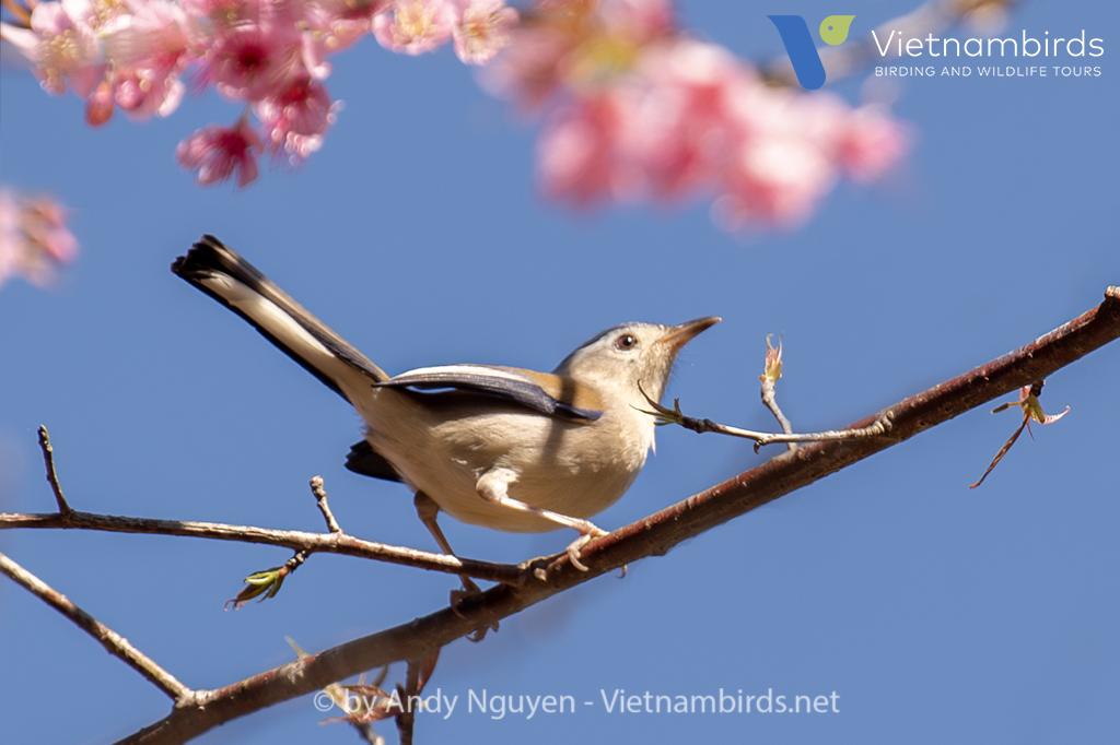Blue-winged Minla