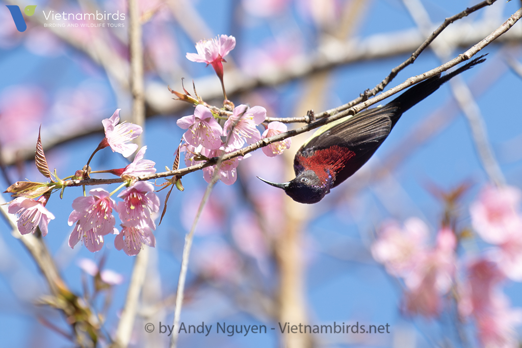 Black-throated Sunbird