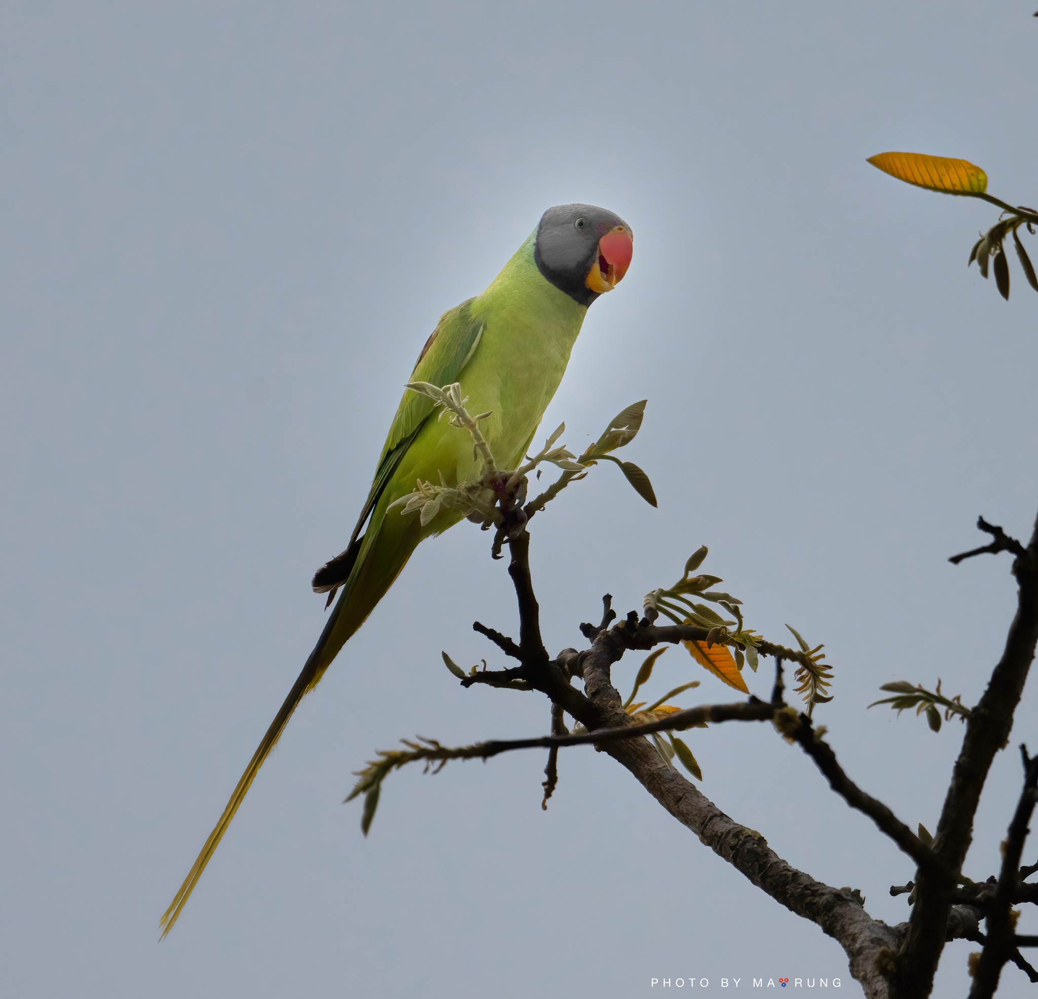 Gray-headed Parakeet