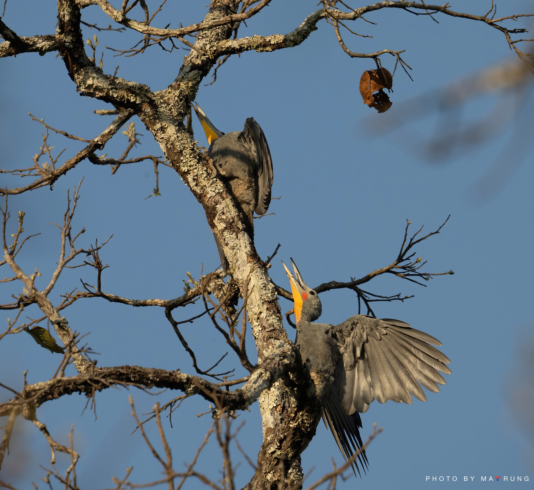 Great Slaty Woodpecker