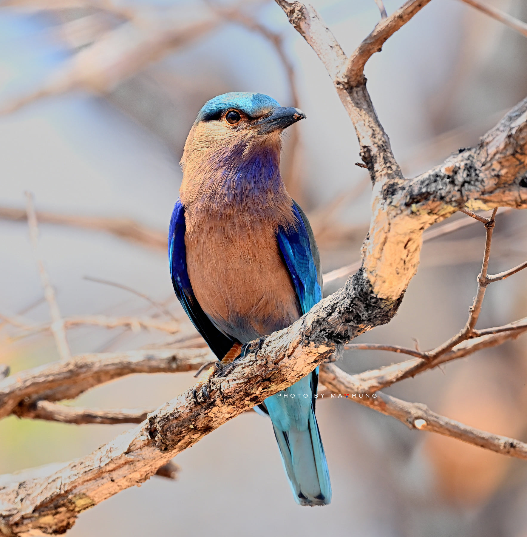 Indochinese Roller