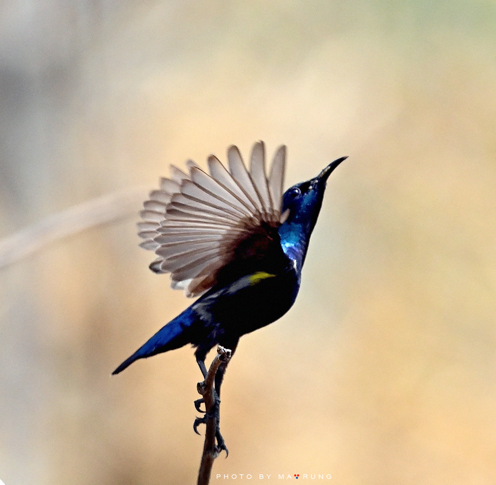 Purple Sunbird