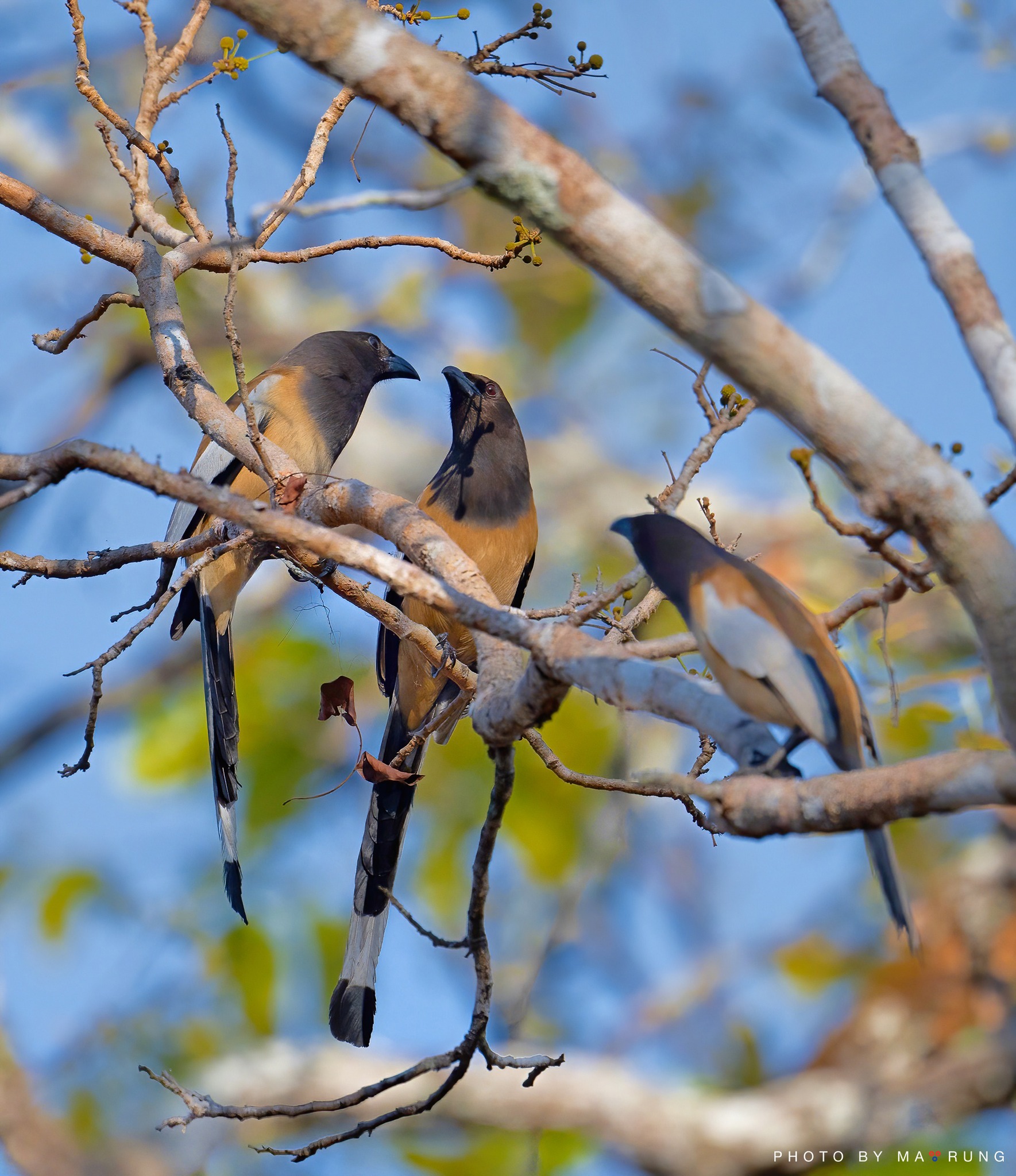 Rufous treepie