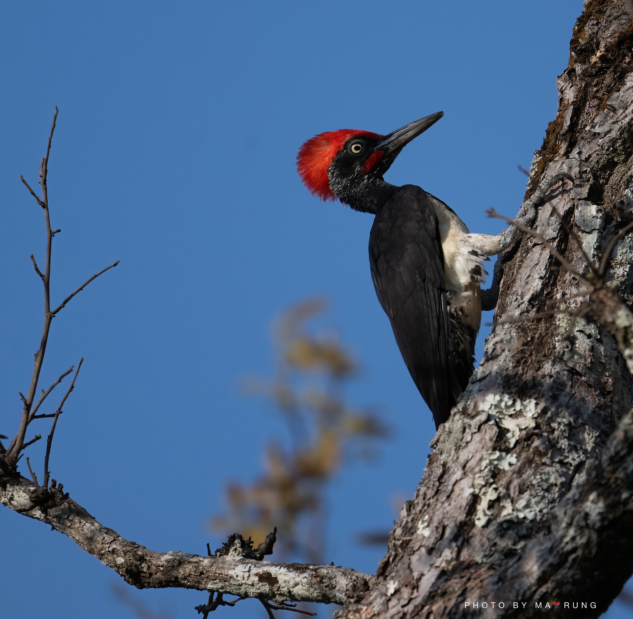 White-bellied Woodpecker