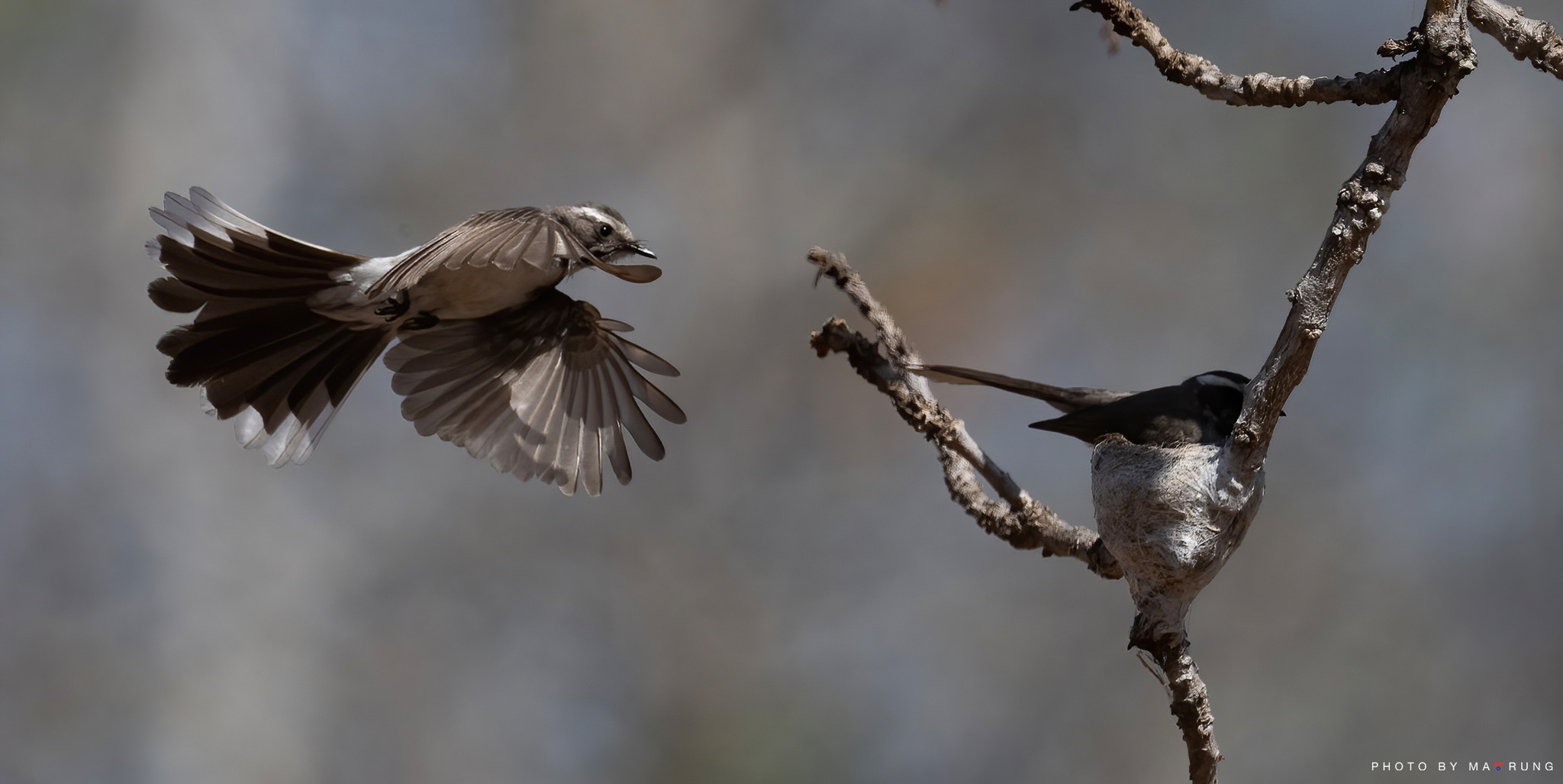White-browed Fantail