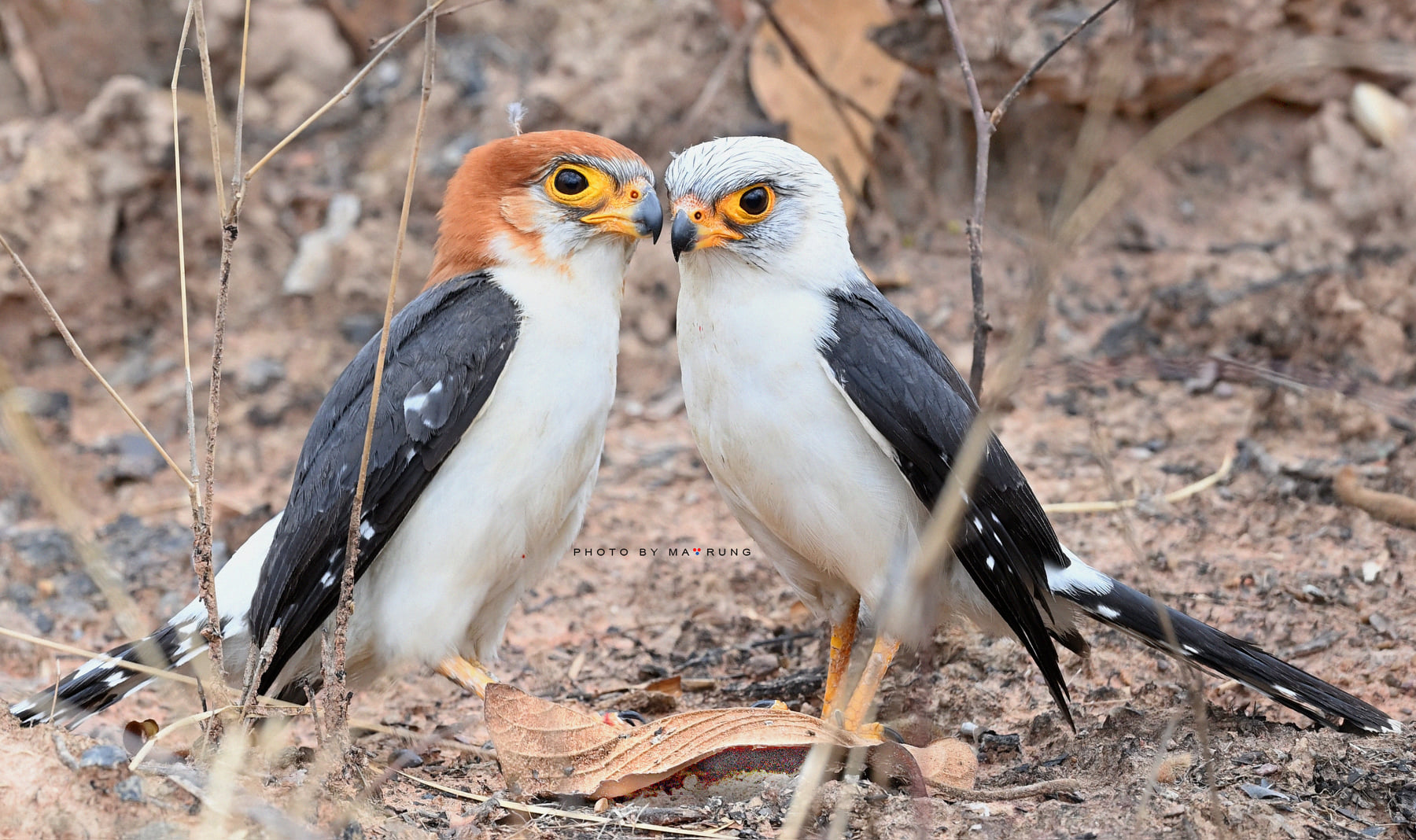 White-rumped Falcon