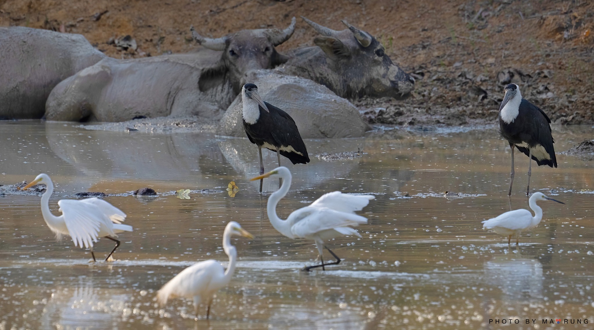 Woolly-necked stork