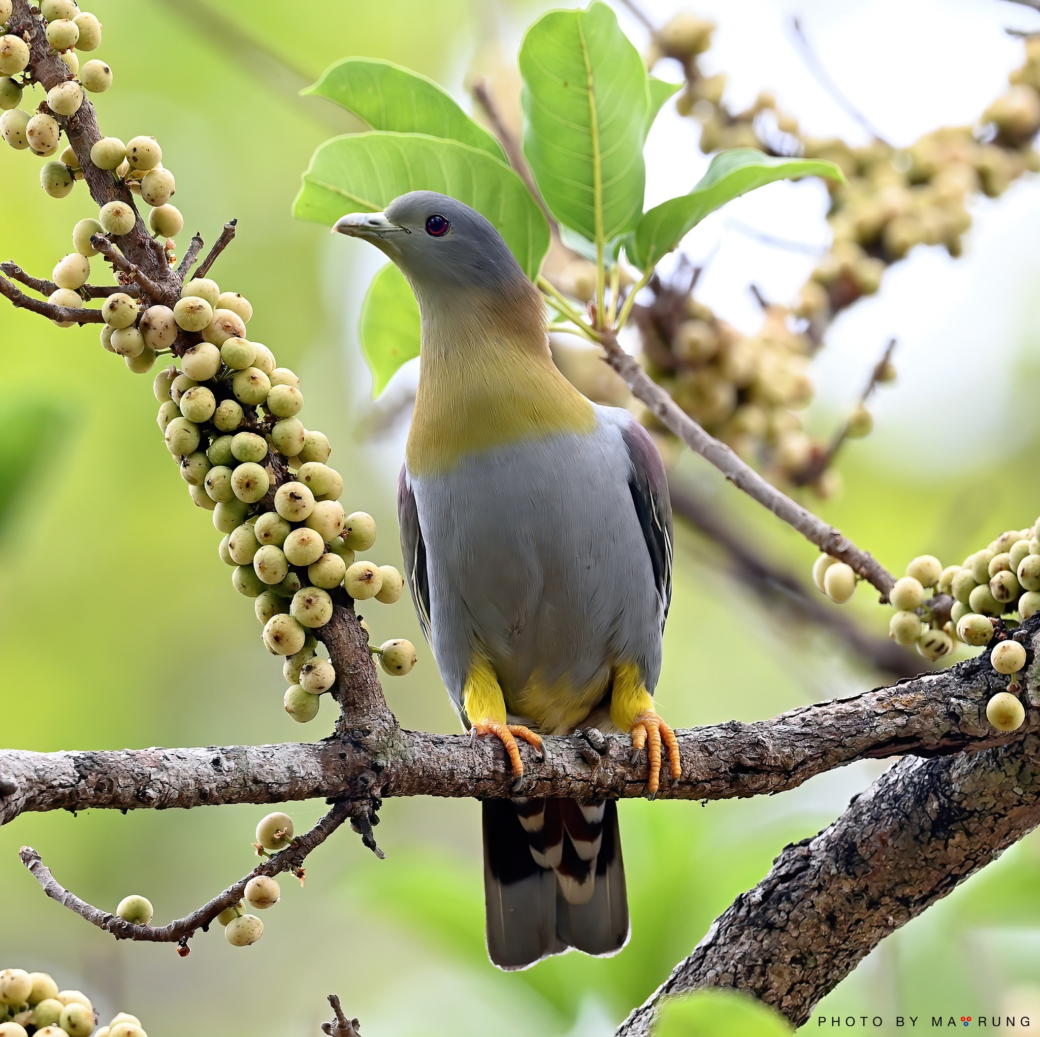 Yellow-footed Pigeon