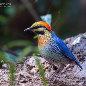 7-day trip for Bird watching and photography - endemics and specialties in Vietnam
