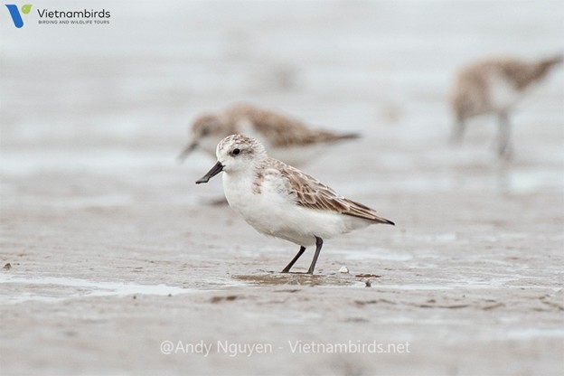 Spoon-billed Sandpiper